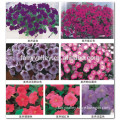 All Colors Of Petunias Seeds For Cultivation